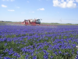Spraying the Irisses